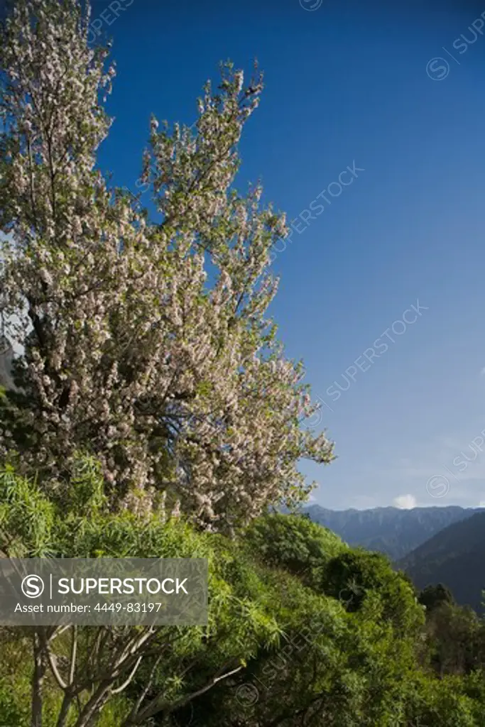Almond tree with blossom near La Caldera, above the Barranco de las Angustias gorge, National Parc, Parque Nacional Caldera de Taburiente, giant crater of an extinct volcanio, Caldera de Taburiente, natural preserve, UNESCO Biosphere Reserve, La Palma, Canary Islands, Spain, Europe