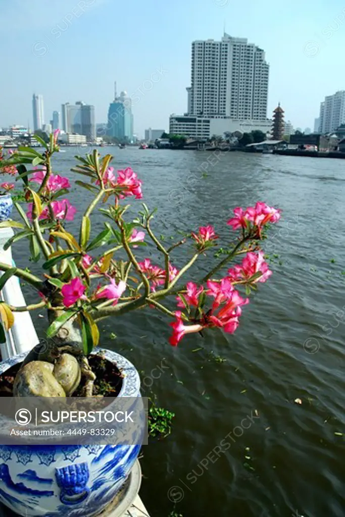 Pot with flowers at Mae Nam, Menam Chao Phraya river, Chinatown, Samphan Thawong, Samphanthawong district, Bangkok, Krung Thep, Thailand, Asia