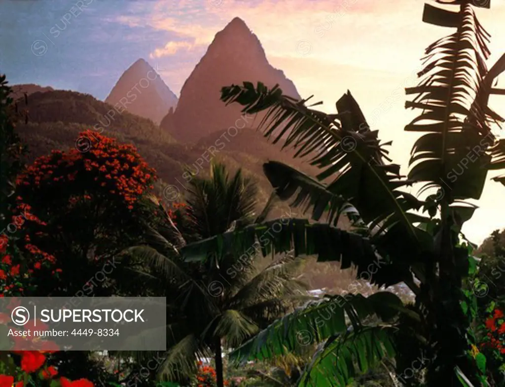 Palm trees and the mountains Two Pitons at sunset, Soufriere, St. Lucia, Carribean, North America