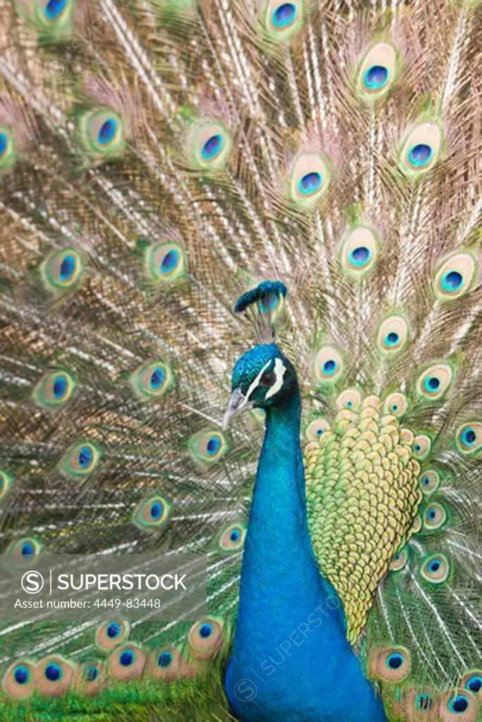 Blue Peafowl, Pavo christatus, Germany, Wildlife Park Poing