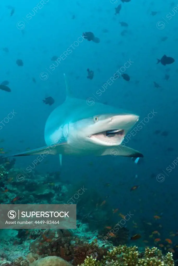 Grey Reef Shark with Cleaner Wrasse, Carcharhinus amblyrhynchos, Labroides dimidiatus, Maldives, Hafsaa Thila, North Ari Atoll