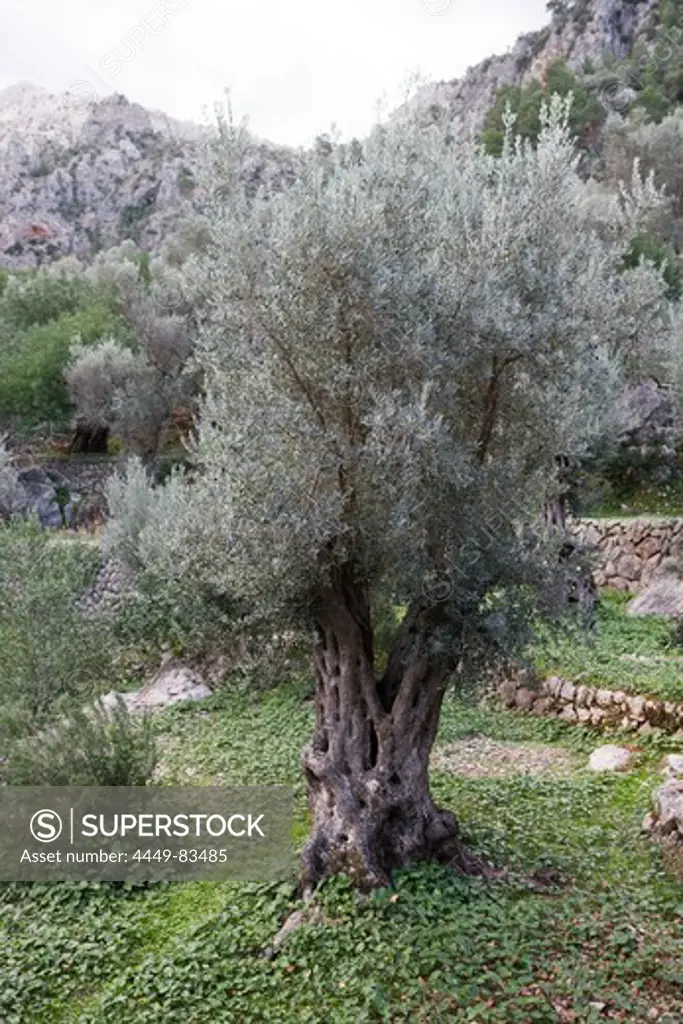 Olive Tree, Biniaraix, Mallorca, Balearic Islands, Spain, Europe