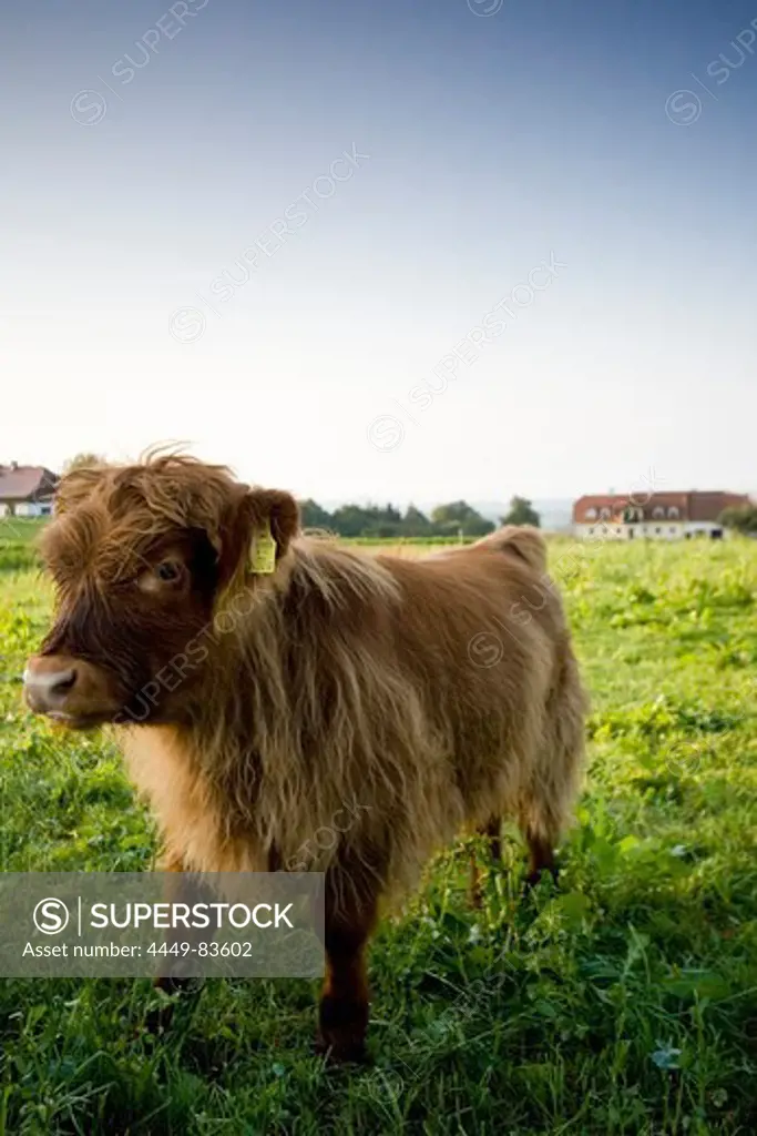 Highland cattle on pasture, Windhaag, Muehlviertel, Upper Austria, Austria