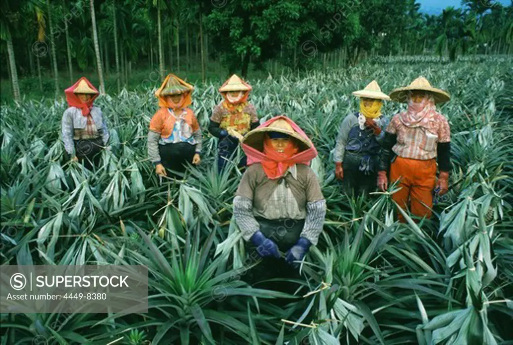 Pineapple farm, female workers, Pingtung County, Taiwan