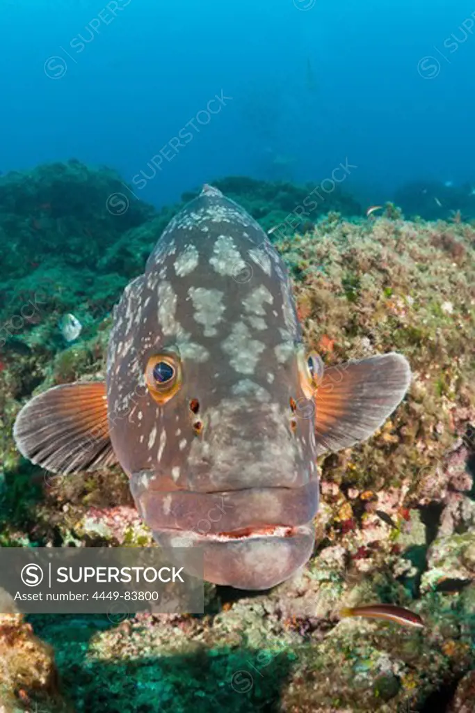 Dusky Grouper, Epinephelus marginatus, Les Ferranelles, Medes Islands, Costa Brava, Mediterranean Sea, Spain