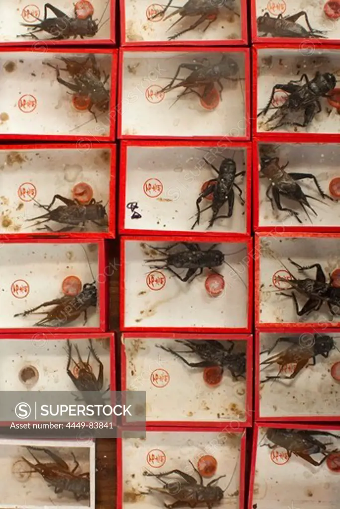 Display case with crickets at the market, Shanghai, China, Asia