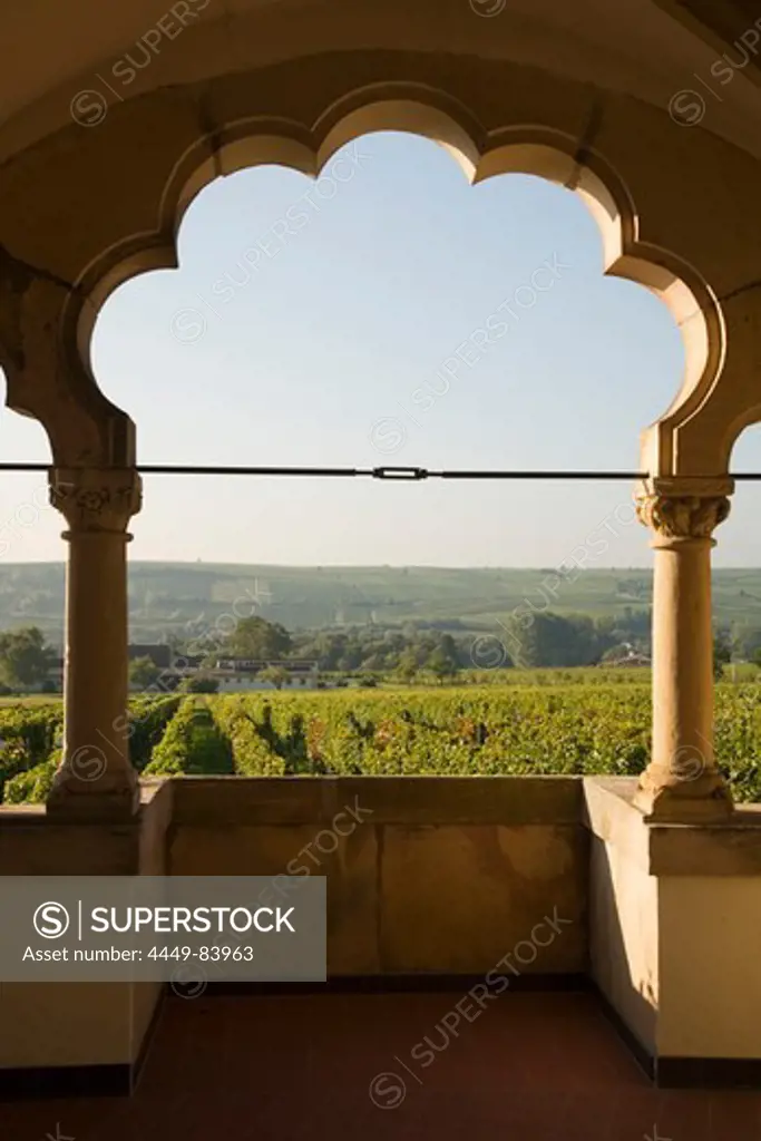 Vineyard, Geilweilerhof Institute for Grape Breeding, Siebeldingen, Rhineland-Palatinate, Germany