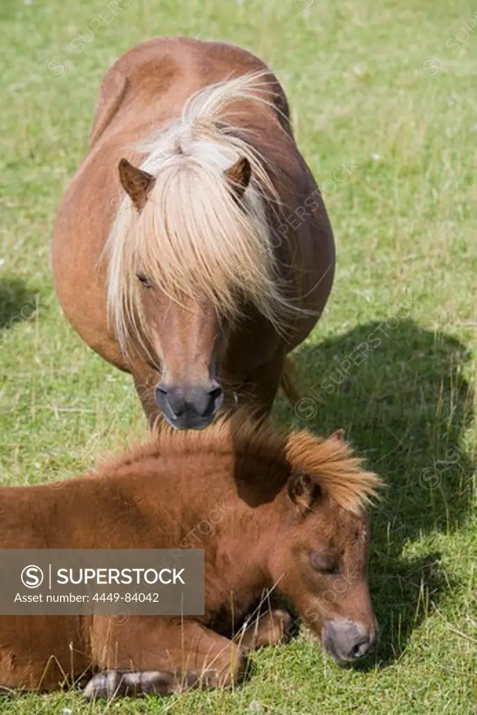 Shetland Pony and foal at Gott Farm, Weisdale, Mainland, Shetland Islands, Scotland, Great Britain, Europe