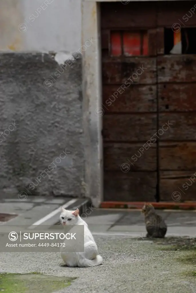 Two cats in front of a door at a mountain village, Tuscany, Italy, Europe