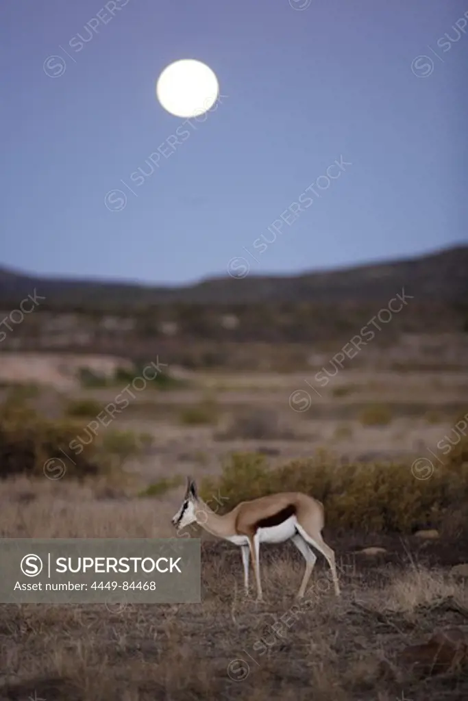 Springbok, Cederberg, Western Cape, South Africa