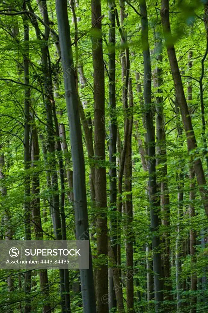 Deciduous wood, Berg, Upper Bavaria, Germay