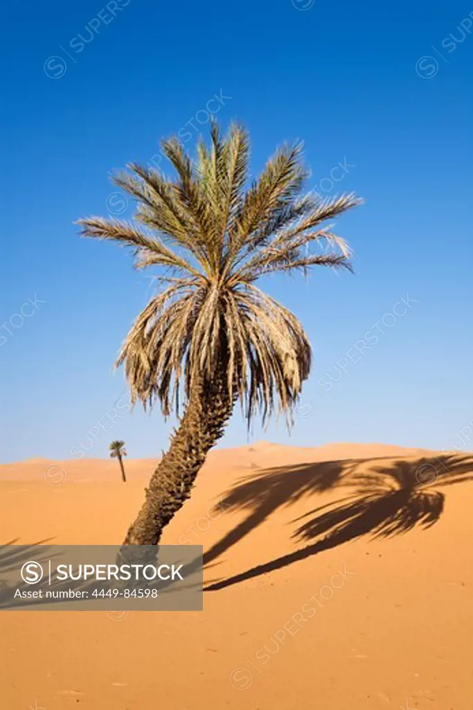 Date Palm, Phoenix spec., in the libyan desert, Oasis Um el Ma, Libya, Sahara, North Africa