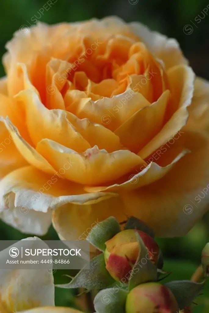 Close up of yellow rose and buds
