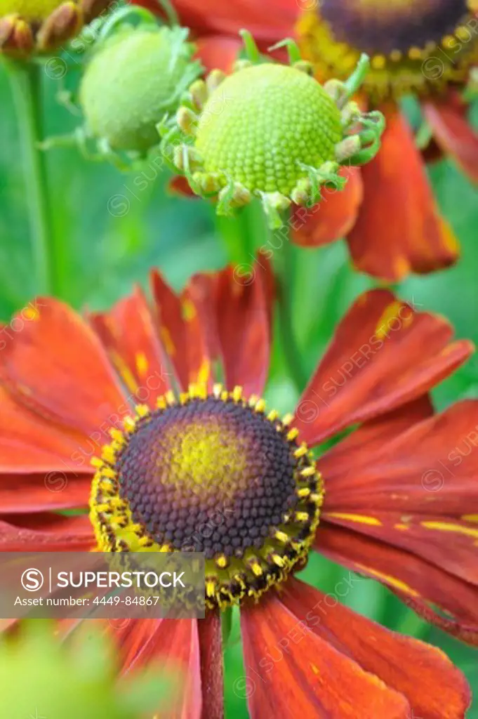 Helenium flowers and buds