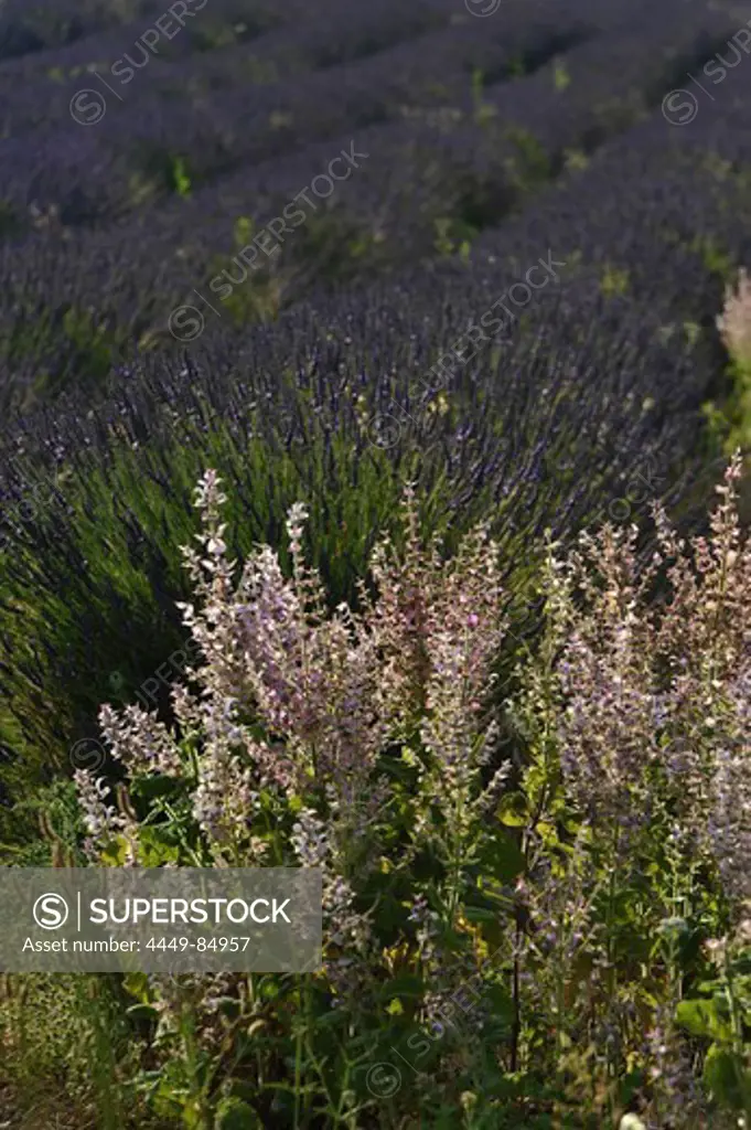 Blooming lavender in the sunlight south of the Montagne de Lure, Haute Provence, France, Europe