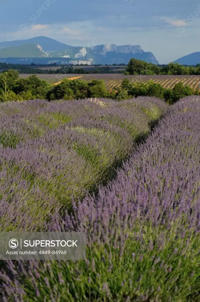 Blooming lavender in the sunlight, Plateau of Valensole, Provence, France, Europe