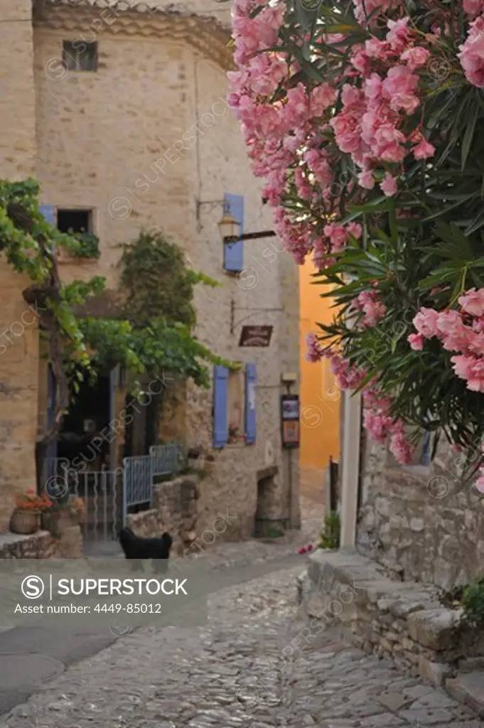 Oleander in the streets of the medieval city Vaison la Romaine, Vaucluse, Provence, France, Europe