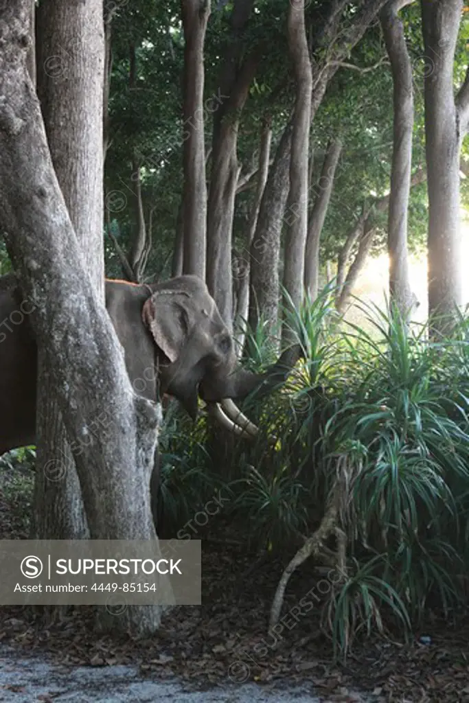 Elephant in the coastal forest of the Radha Nagar Beach, Beach 7, Havelock Island, Andamans, India