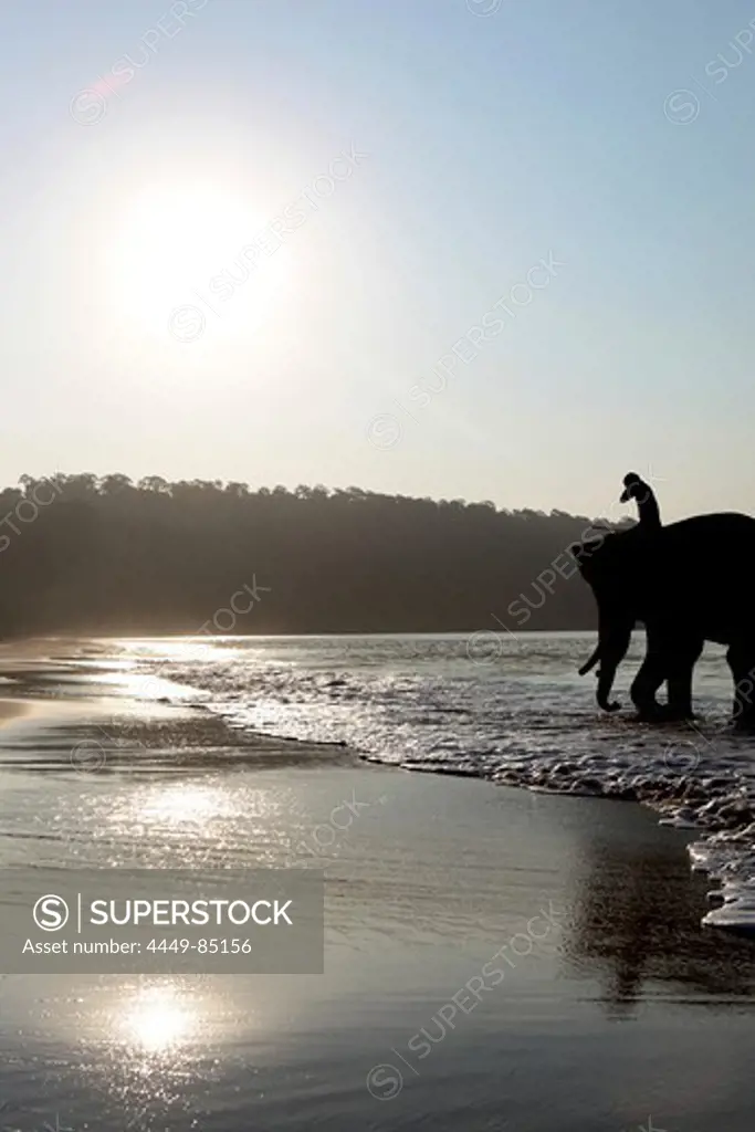 Bathing elephant with his mahut in the Andaman Sea at Radha Nagar Beach at sunrise, Beach 7, Havelock Island, Andamans, India