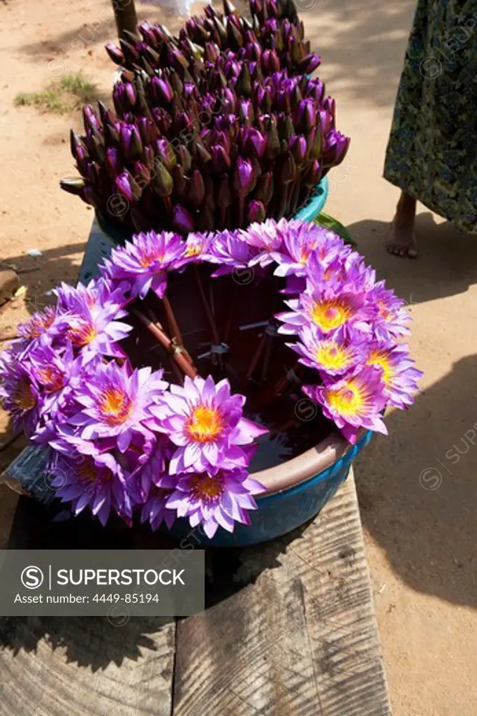 Lotus flower as offerings are sold at the Ruvanveli Dagoba, Maha Vihara temple, Sacred City, Anuradhapura, Sri Lanka, Asia
