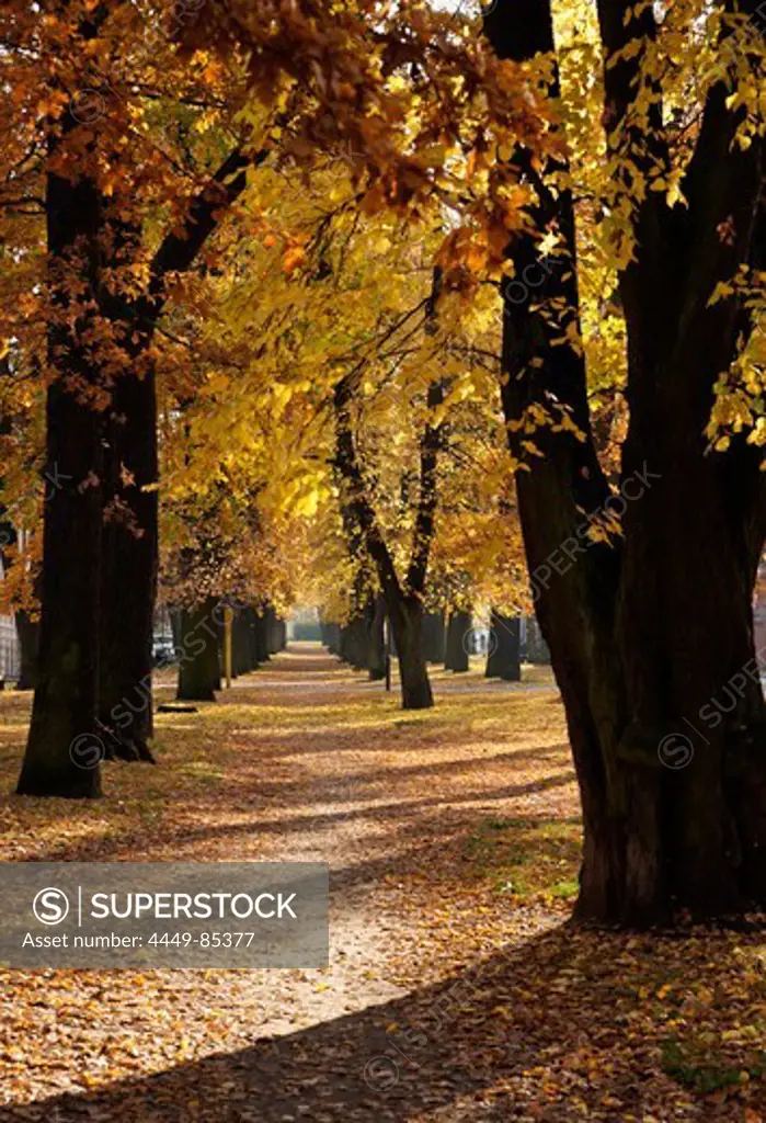Leaf covered tree-lined allee in Autumn, Neuruppin, Land Brandenburg, Germany