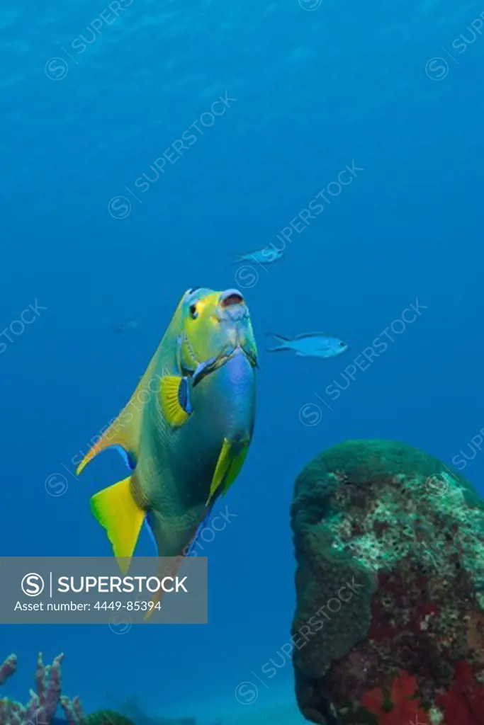 Queen Angelfish, Holacanthus ciliaris, Cozumel, Caribbean Sea, Mexico