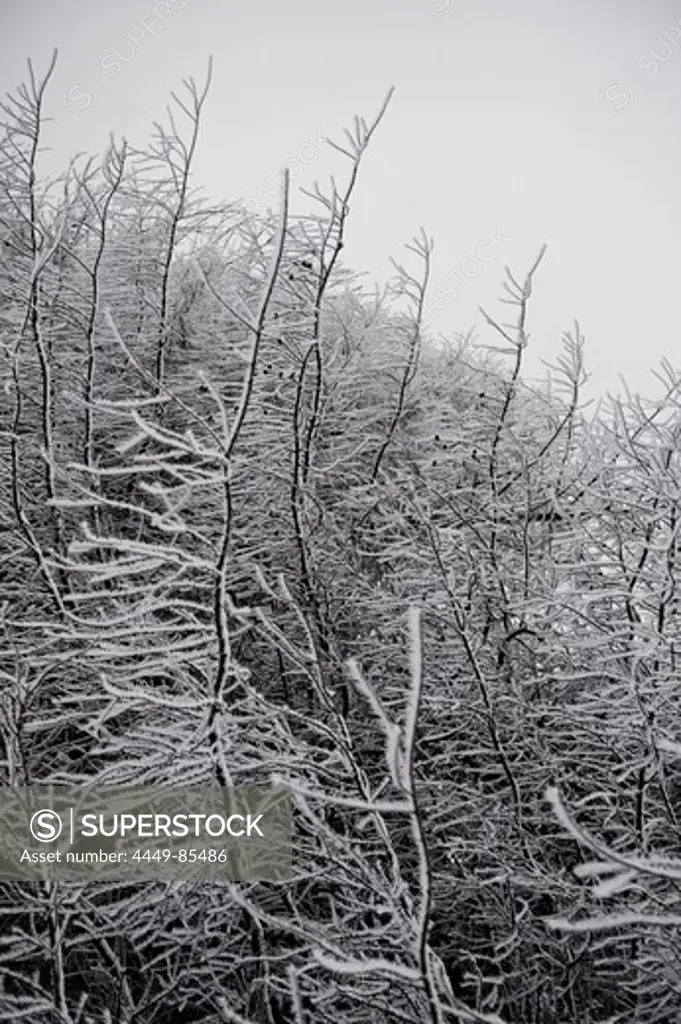 Bare trees covered with frost, Tegernseer Land, Upper Bavaria, Germany