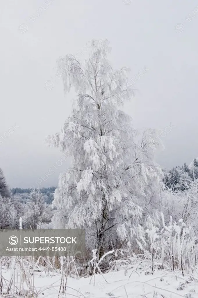 Bare tree covered with frost, Tegernseer Land, Upper Bavaria, Germany