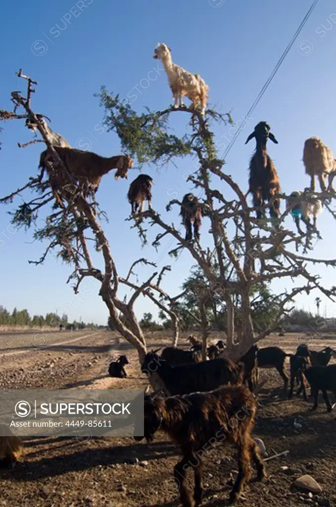 Goats on an argan tree, Morocco, North Africa, Africa