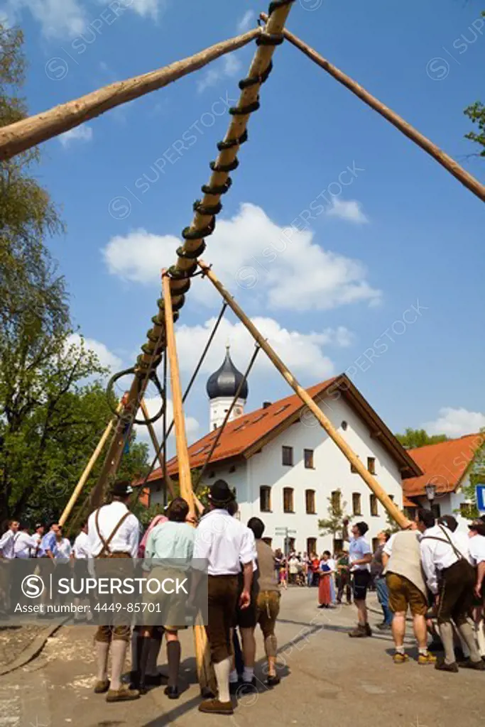 Erecting the traditional May-tree in Iffeldorf Upper Bavaria, Germany, Europe