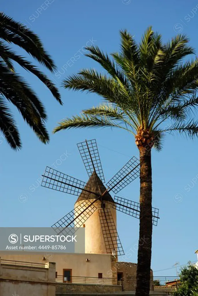 Traditional windmill with palm trees in the Santa Catalina quarter, Palma de Mallorca, Majorca, Balearic Islands, Mediterranean, Spain, Europe