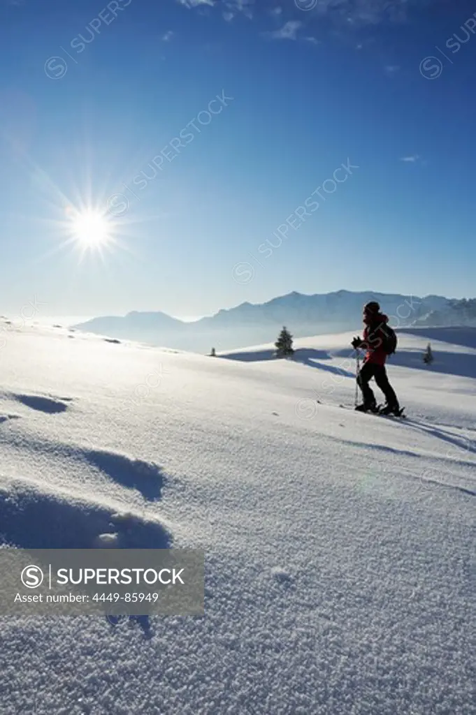 Woman backcountry skiing walking over a snow plain, Bavarian Alps mountain range in the background, Rotwand, Spitzing area, Bavarian Pre-Alps, Bavarian Alps, Upper Bavaria, Bavaria, Germany