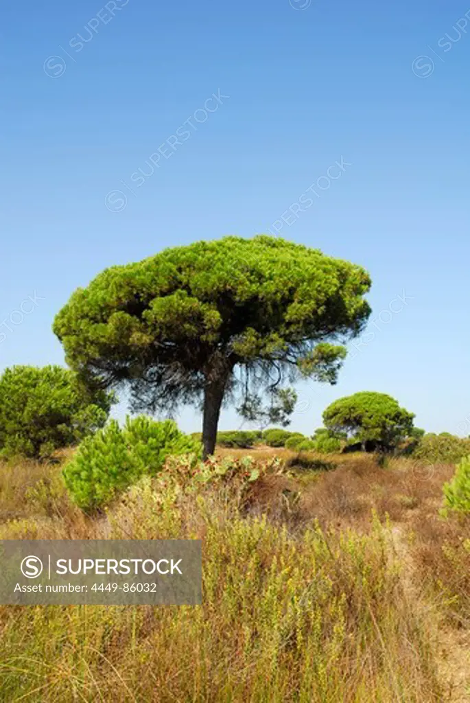 Trees in a nature preserve at El Rompido, Cartaya, Costa de la Luz, Huelva, Andalusia, Andalucia, Spain, Europe