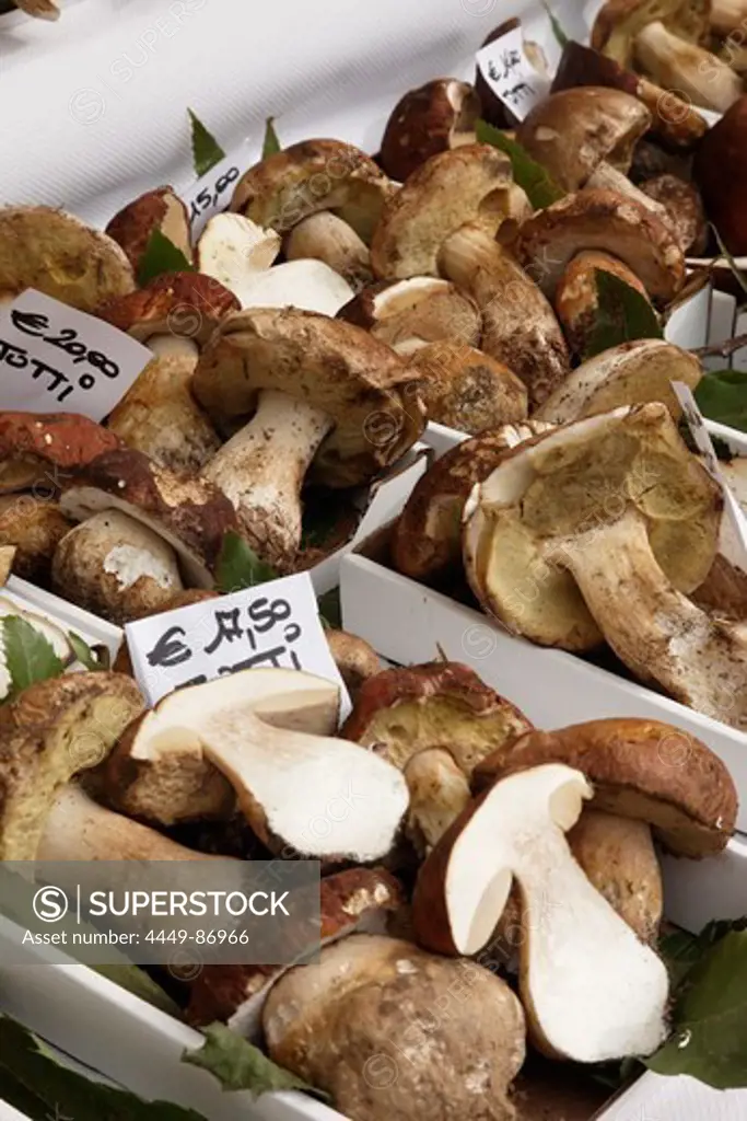 Mushrooms, Market, Alba, Piedmont, Italy