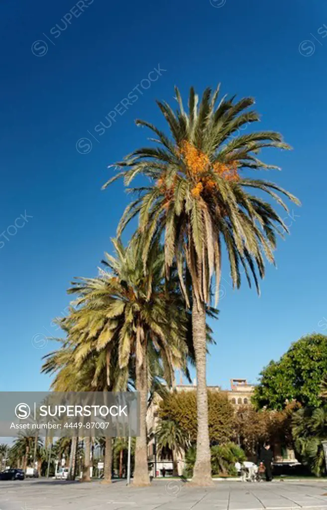Palm trees in Parc de la Mar, Palma, Majorca, Spain