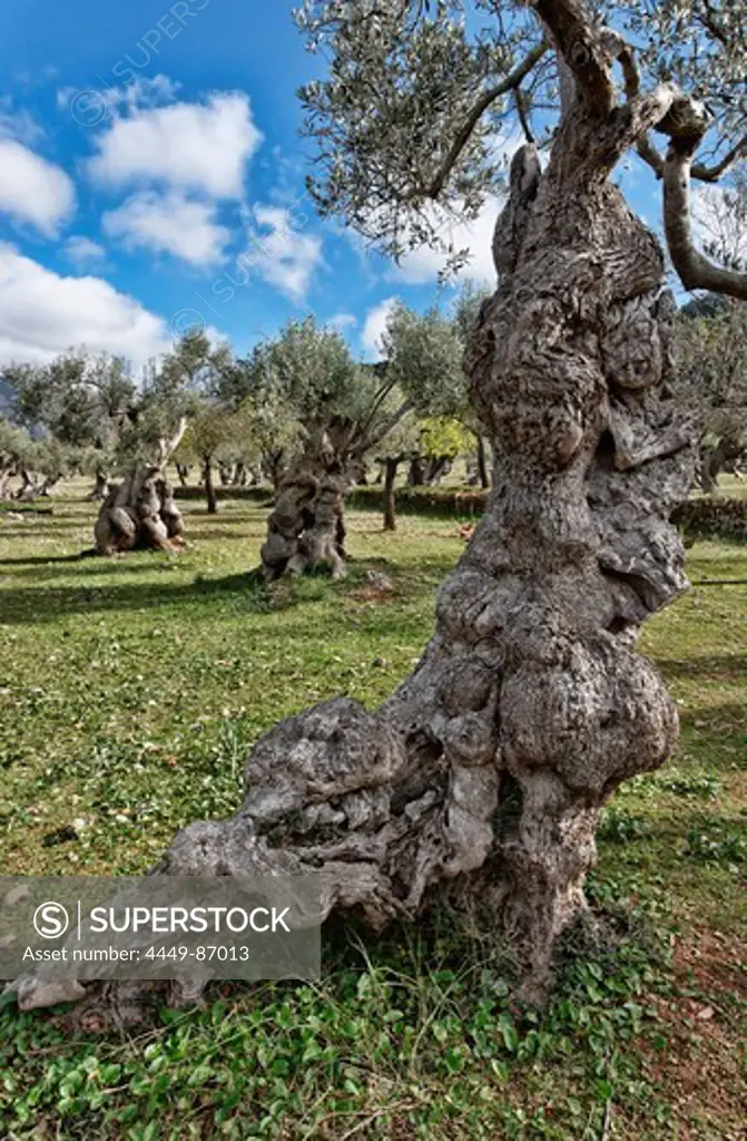 Olive Grove, Valldemossa, Majorca, Spain