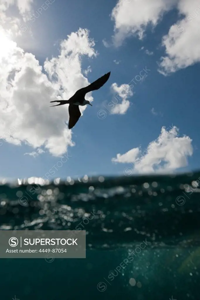 Frigatebird flying over Ocean, Fregata sp., Isla Mujeres, Yucatan Peninsula, Caribbean Sea, Mexico