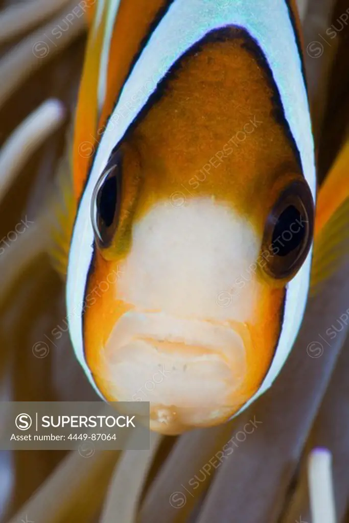 Clarks Anemonefish, Amphiprion clarkii, Amed, Bali, Indonesia