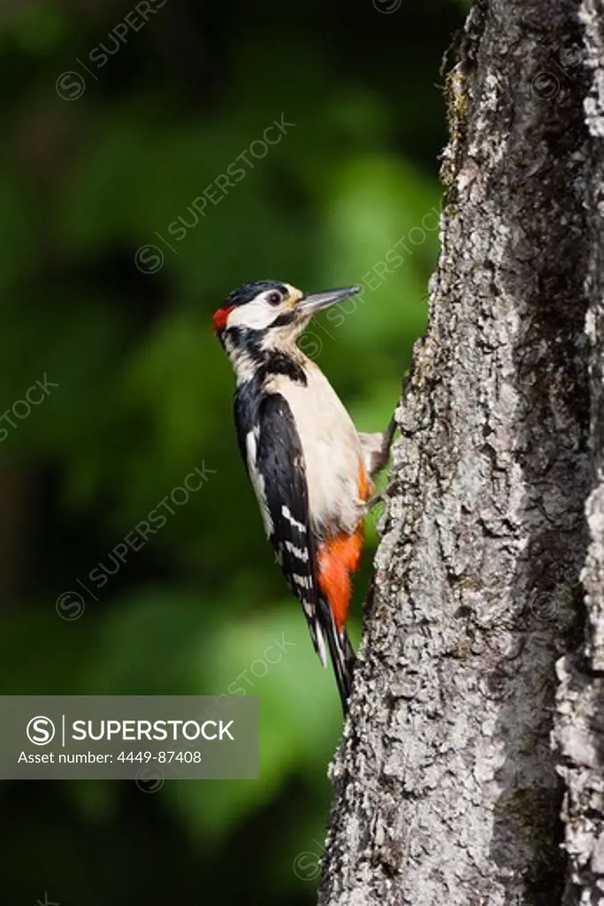 Great Spotted Woodpecker at a trunk, Picoides major, Bavaria, Germany, Europe