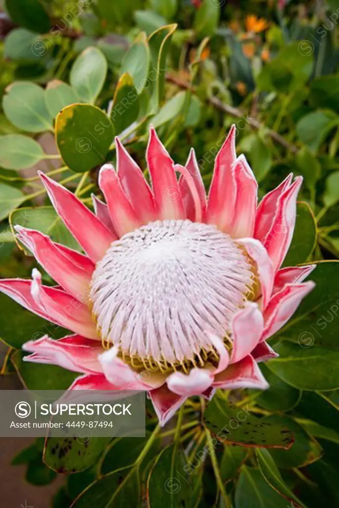 Protea, seen on the highlands at the Island of La Gomera, Spain, Europe
