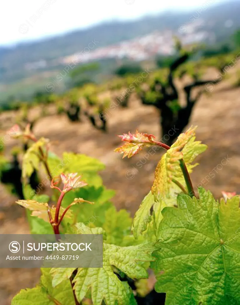 Grape vine, Vineyards of San Esteban de Valle, beneath Massiv Oriental, Sierra de Gredos, Castile and Leon, Spain