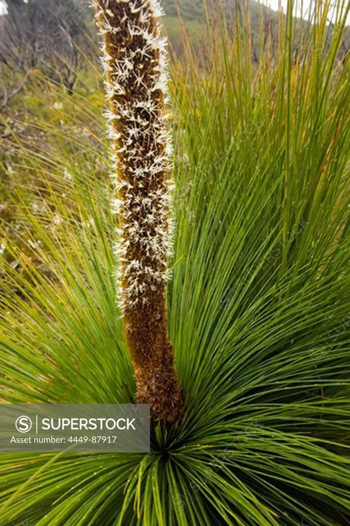 Flowering grass tree, Wilsons Promontory National Park, Victoria, Australia