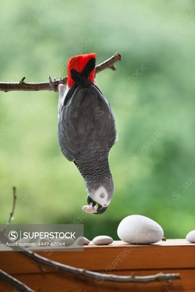 African Grey Parrot (Psittacus erithacus) hanging on a branch, Parrot