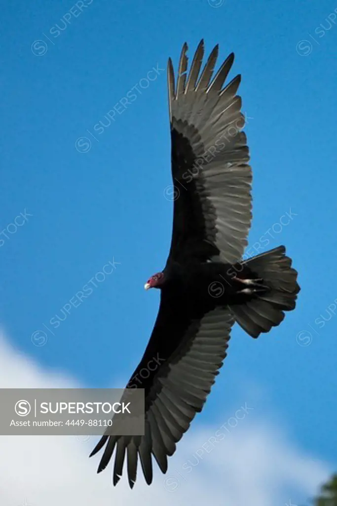 Turkey Vulture in Flight, Cathartes aura, Los Haitises National Park, Dominican Republic