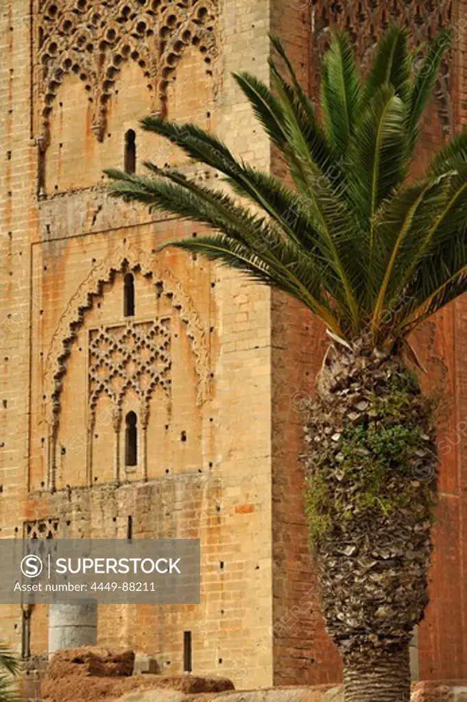 Hassan tower with palm tree, Rabat, Morocco