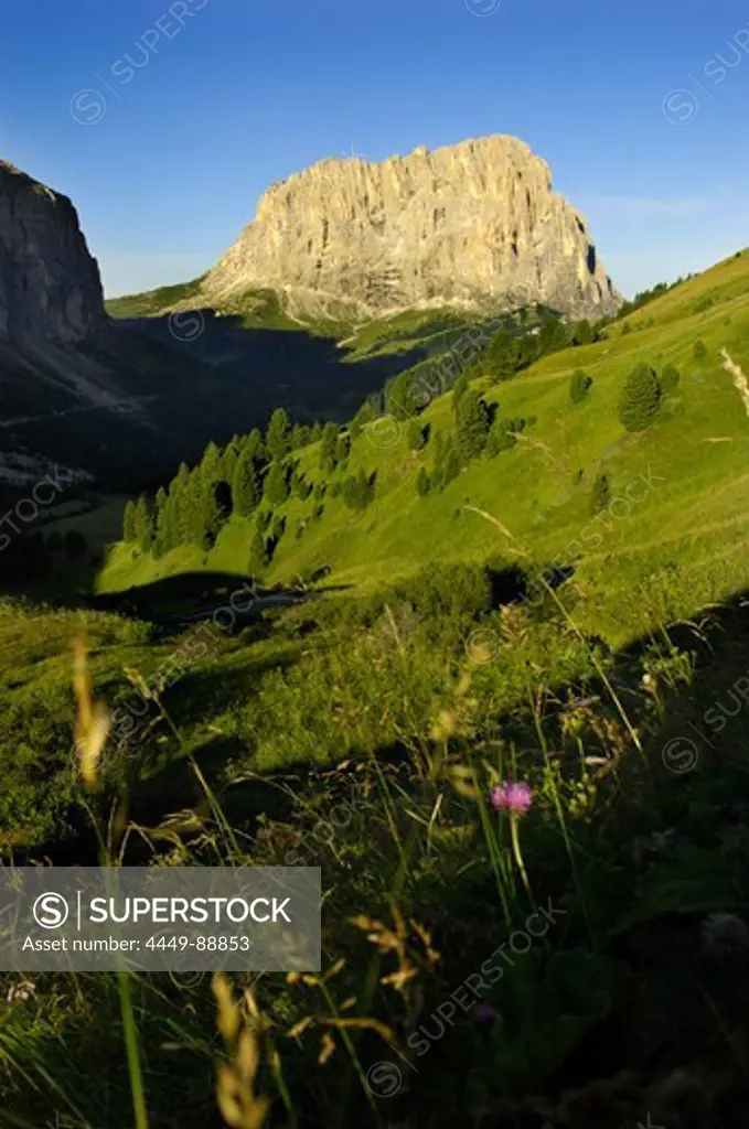 Leaves of grass, Sass Ciampac, Sellastock, Langkofel, Ladin Valley, UNESCO world natural heritage, South Tyrol, Trentino-Alto Adige, Italy