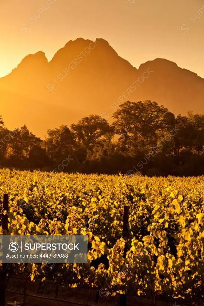 View onto the vineyards of Bellingham Winery with Mountain Simonsberg, Franschoek, Cape Town, Western Cape, South Africa