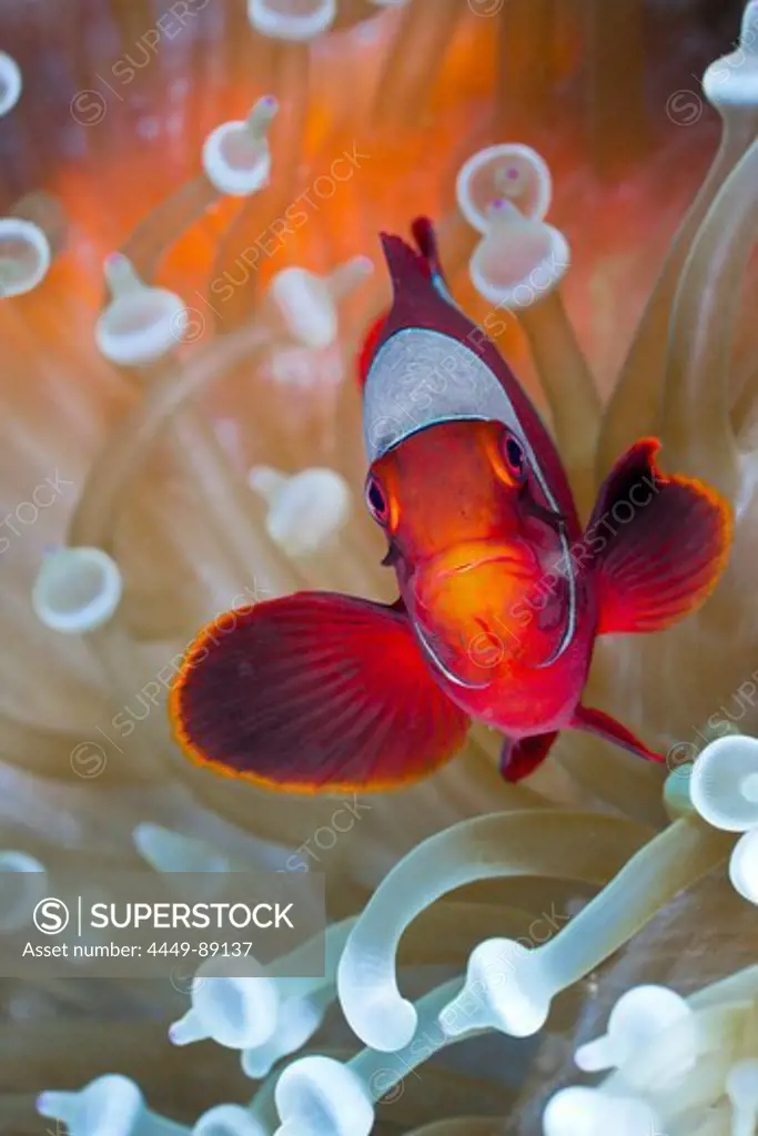 Spinecheek Clownfish in white Bubble Tip Sea Anemone, Premnas aculeatus, Entacmaea quadricolor, Cenderawasih Bay, WestPapua, Papua New Guinea, New Guinea, Oceania