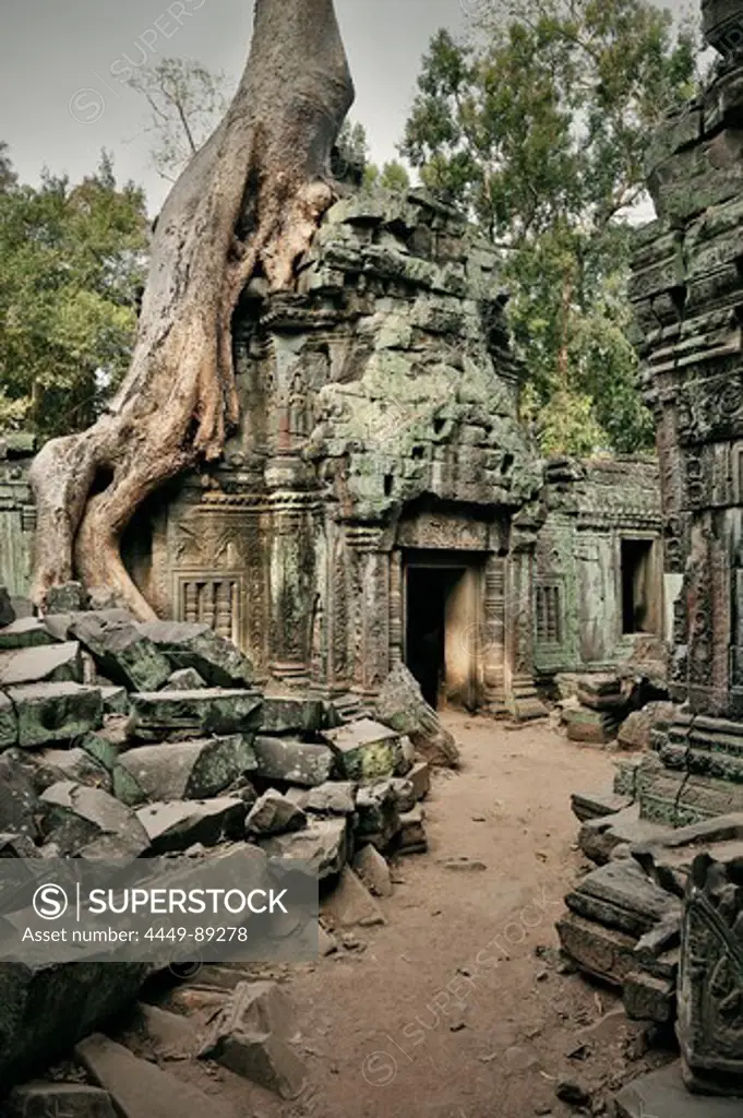 Strangler fig tree covers temple ruin Ta Phrom, Khymer Empire, temples of Angkor, UNESCO world herritage, Siem Reap, Cambodia