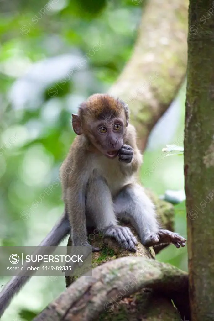 Young monkey at the Gunung Leuser National Park near Bukit Lawan, Island of Sumatra, Indonesia, Southeast Asia